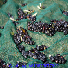 100% Virgin HDPE Fruit Collection Olive Harvest Nets