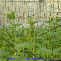 Trellis Netting Roll / Garden Plant Climbing Nets Support