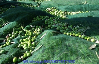 NET FOR OLIVE COLLECTION