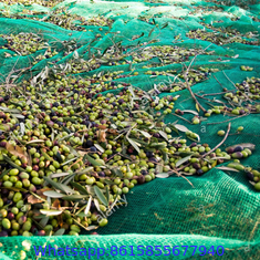 Olive Netting,Olive Falling Nets,Olive Collect Netting