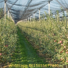 PE Anti Hail Net With UV For Agriculture Protection