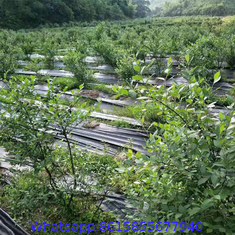 Heavy Duty Weed Barrier & Ground Cover 50 Metre Roll