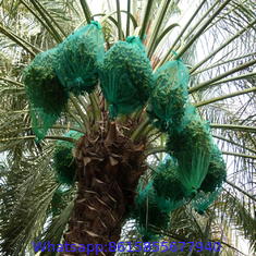80x100cm green HDPE date tree date palm mesh net bag