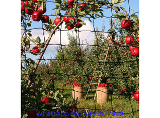 Fruit Tree Netting, Bird Netting For Fruit Trees