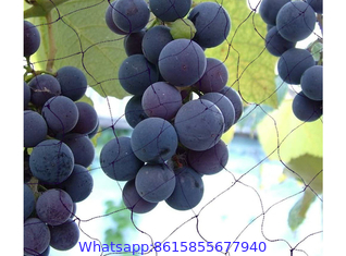 Vineyard Bird Netting, Bird Netting to Protect Grapes