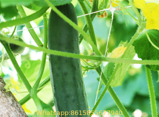 Vegetable Plant Supporting Net