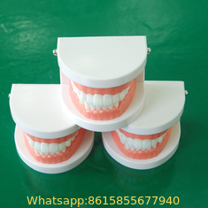 16000844033041/5 Tooth Model Tooth Model Large Tooth Hygiene Brushing Model For Dentist Teaching