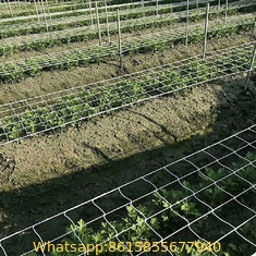 Trellis Netting For Vertical Gardening