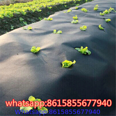 PP Weed Mat/Anti Weed Mat/Weed Barrier Fabric