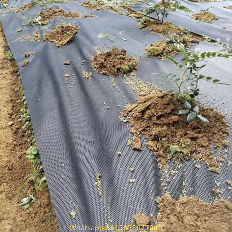 UV Treated PP Agricultural Landscap4m Width  Weed Barrier Fabric100 GSM White Greenhouse Weed Blockage Anti-Weed Control