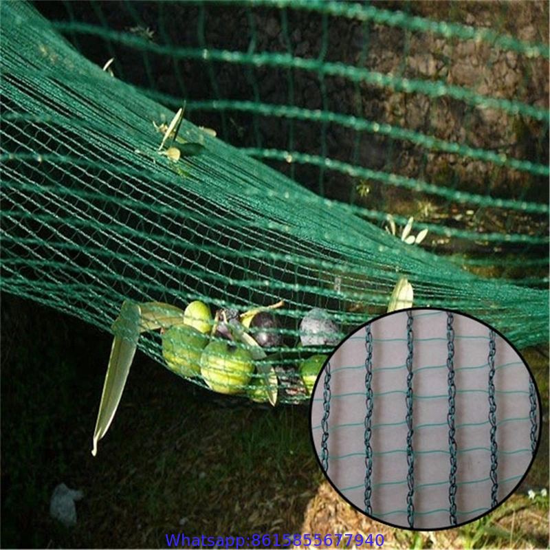 Knitted agriculture olive tree net for catching olive