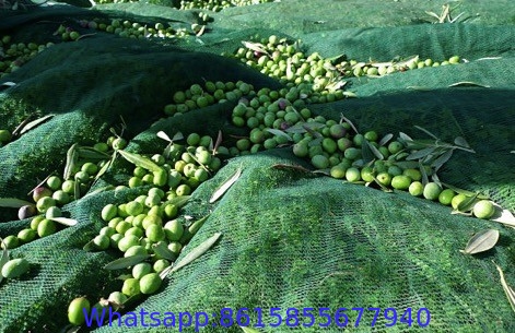 NET FOR OLIVE COLLECTION