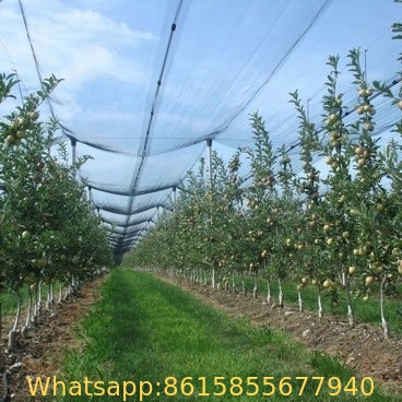 #2021 Factory supply anti-hail net / Hail Protection Net / apple tree Anti Hail net