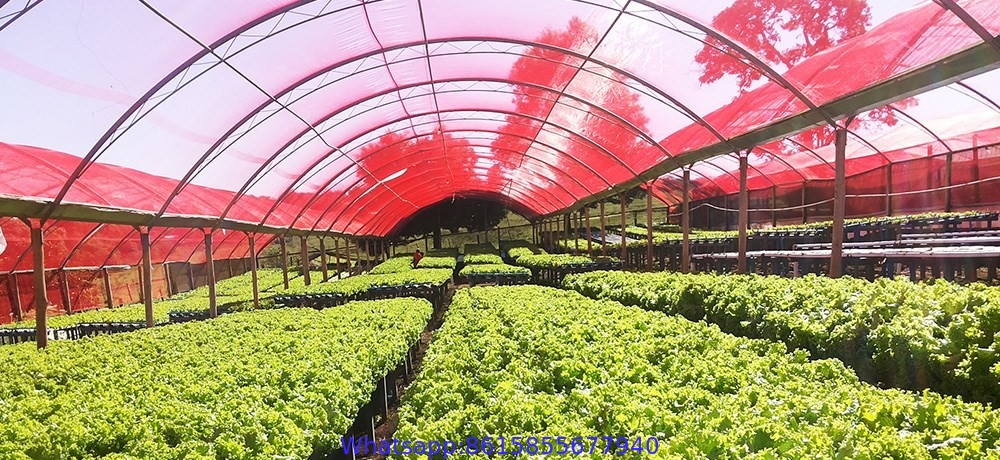 Red Anti-UV PE Plastic Shade Net for Greenhouse